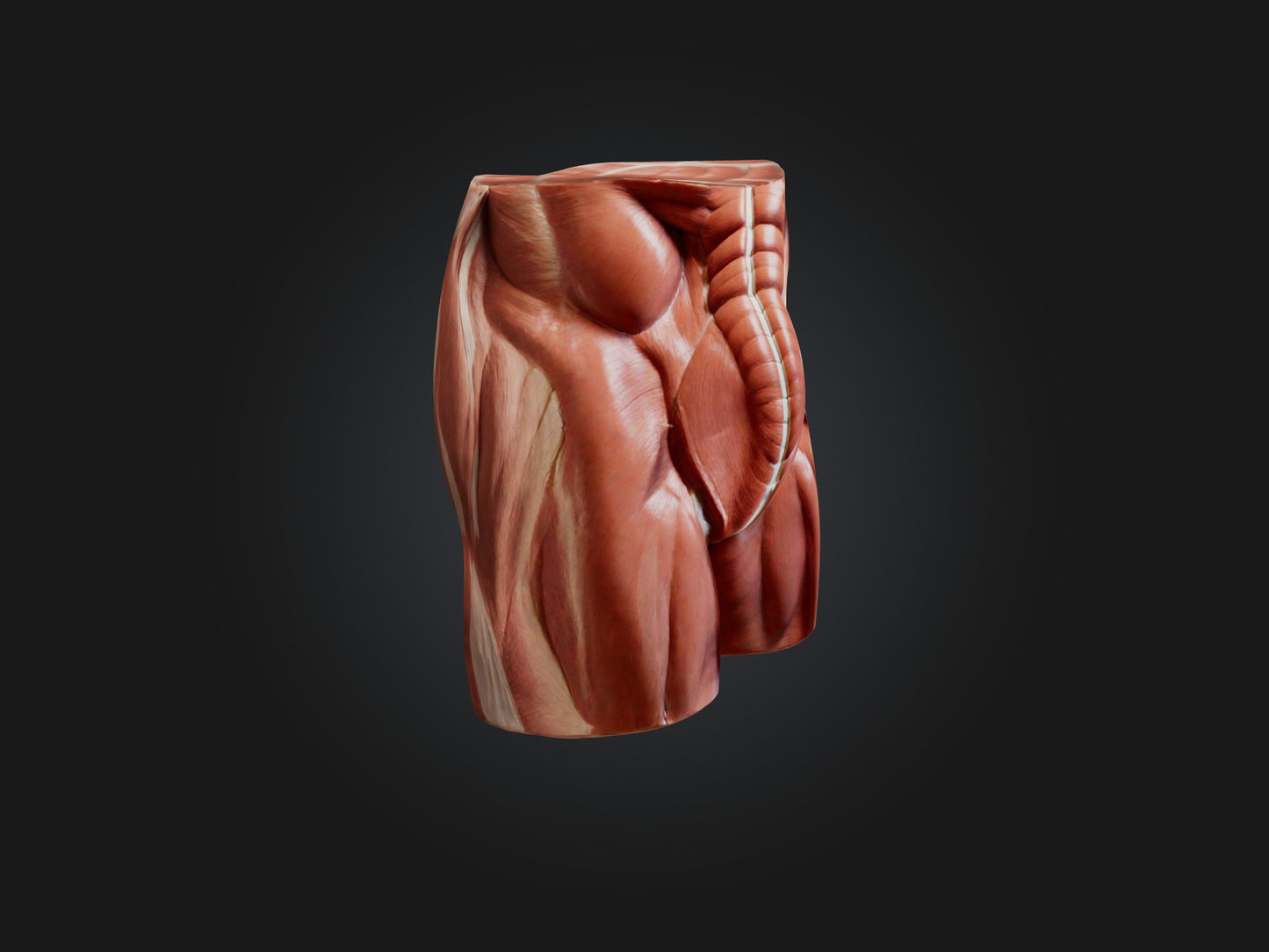 External Oblique Muscle Model 3D model