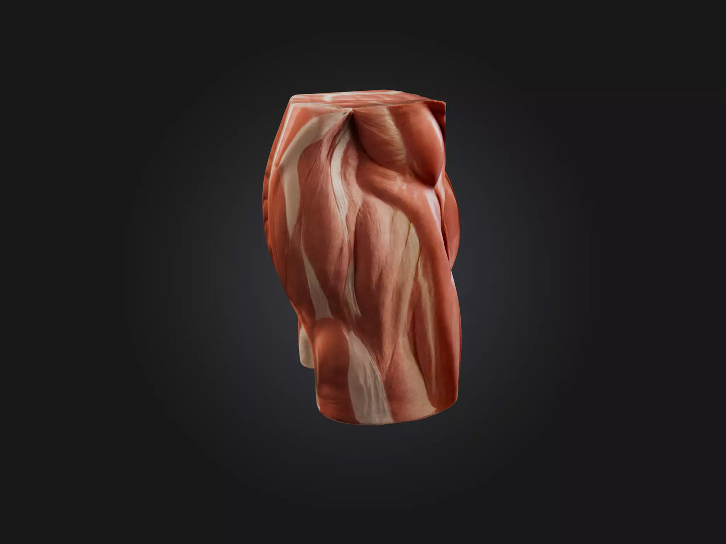 External Oblique Muscle Model 3D model