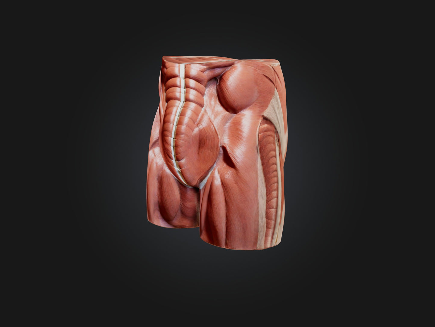 External Oblique Muscle Model 3D model