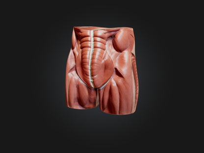 External Oblique Muscle Model 3D model