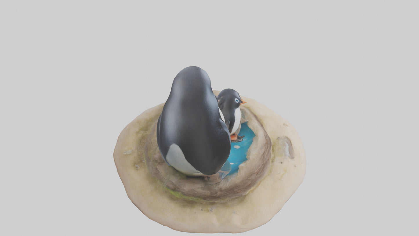 Fairy Penguin nesting model VR / AR / low-poly