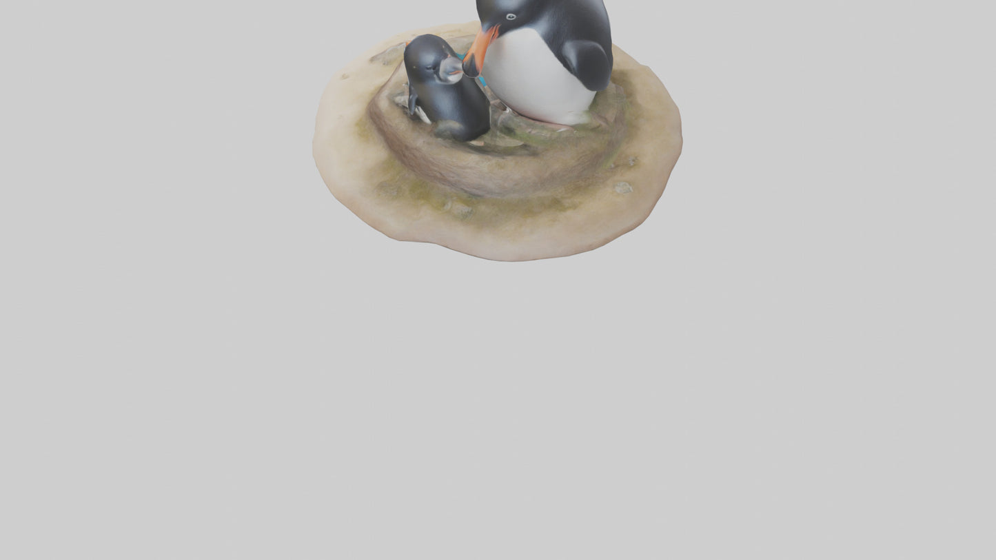 Fairy Penguin nesting model VR / AR / low-poly