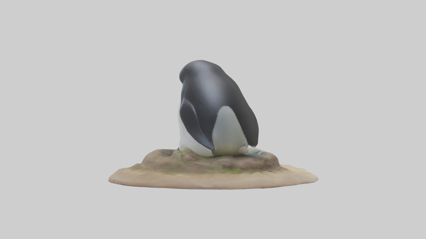 Fairy Penguin nesting model VR / AR / low-poly