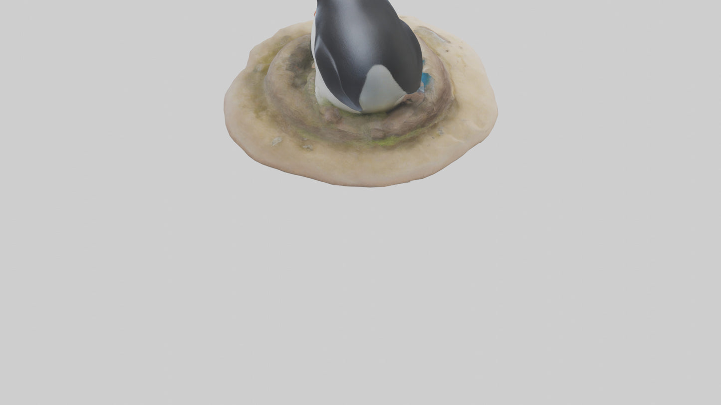 Fairy Penguin nesting model VR / AR / low-poly