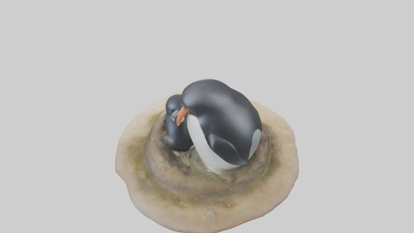 Fairy Penguin nesting model VR / AR / low-poly