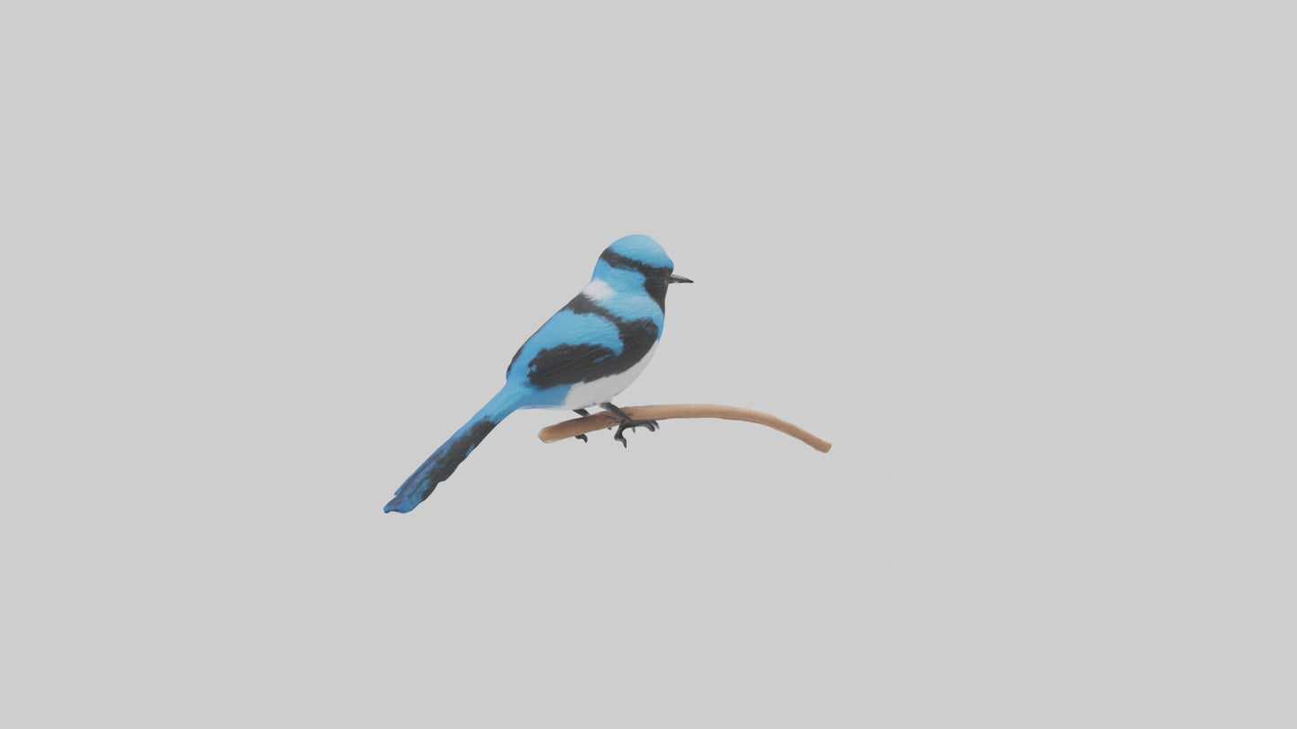 Fairy Wren perched model VR / AR / low-poly