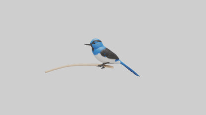 Fairy Wren perched model VR / AR / low-poly