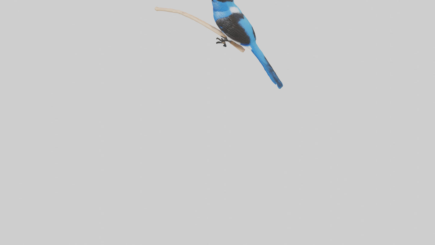 Fairy Wren perched model VR / AR / low-poly