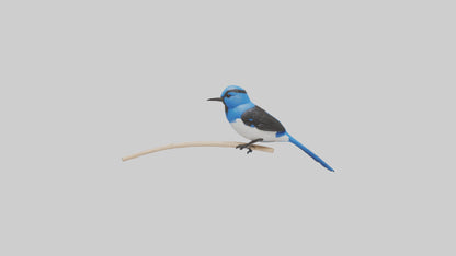 Fairy Wren perched model VR / AR / low-poly