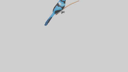 Fairy Wren perched model VR / AR / low-poly