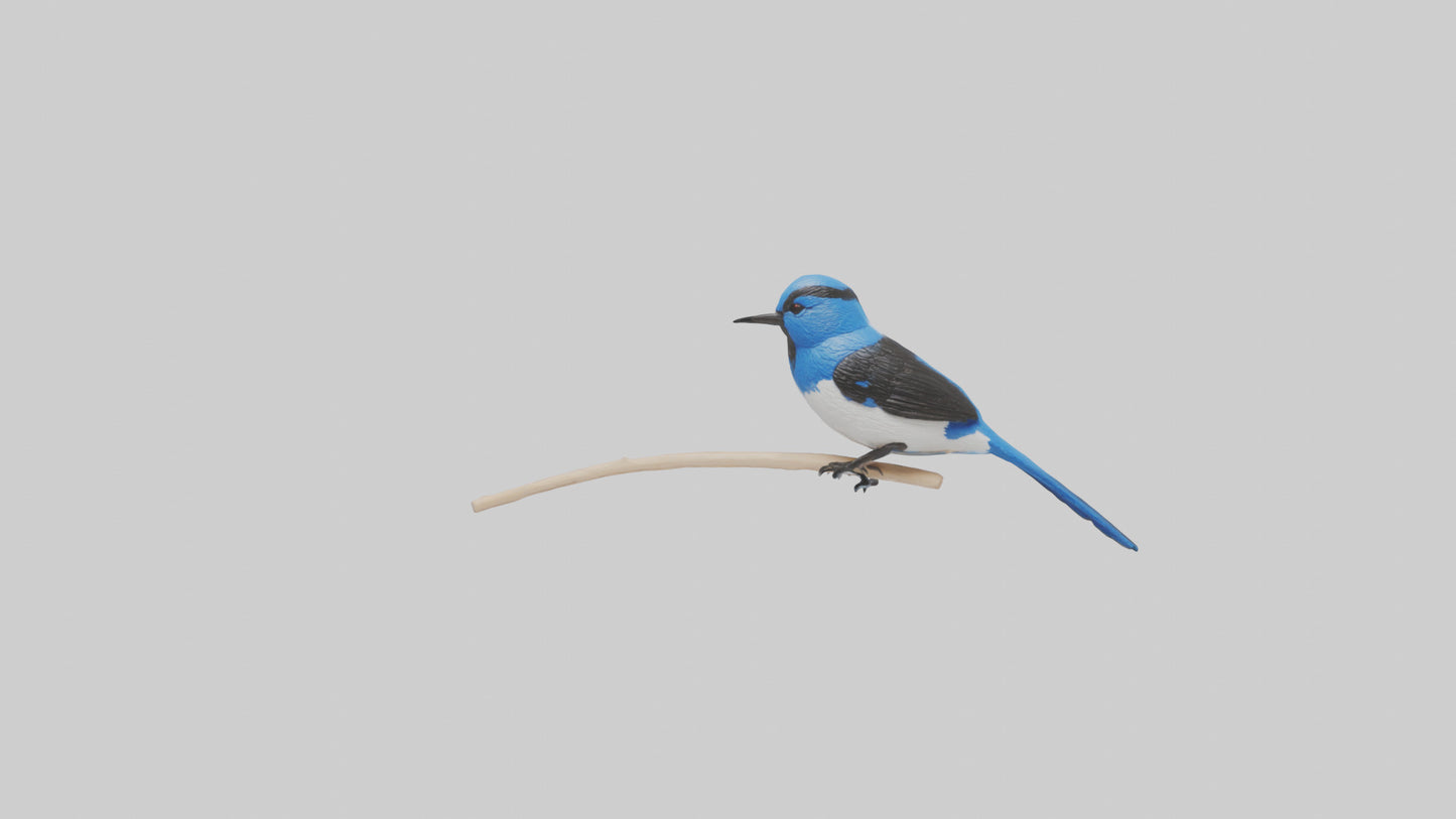 Fairy Wren perched model VR / AR / low-poly