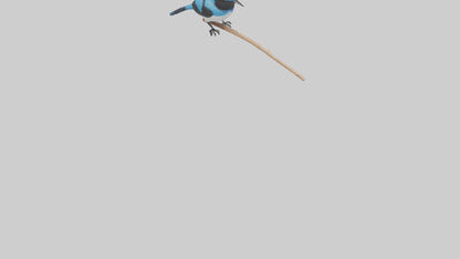 Fairy Wren perched model VR / AR / low-poly