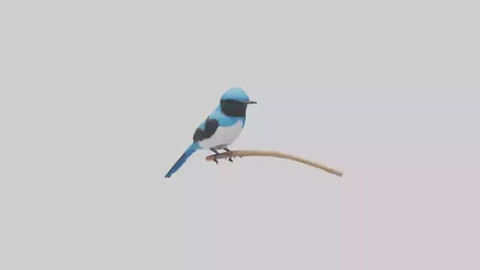 Fairy Wren perched model VR / AR / low-poly
