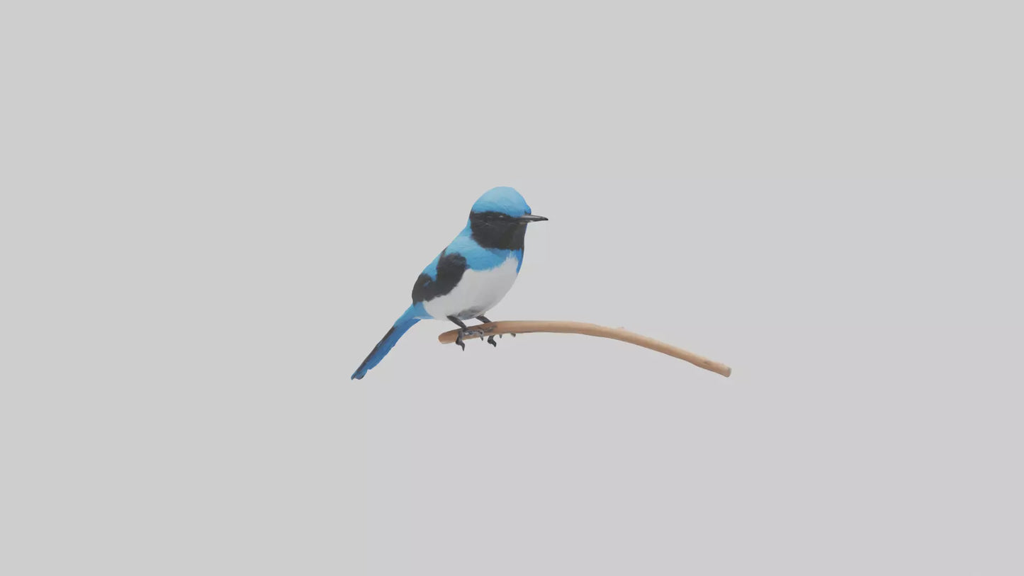 Fairy Wren perched model VR / AR / low-poly