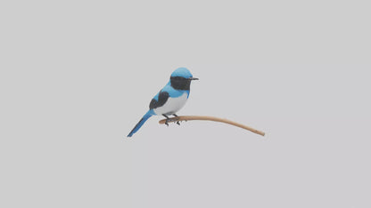 Fairy Wren perched model VR / AR / low-poly