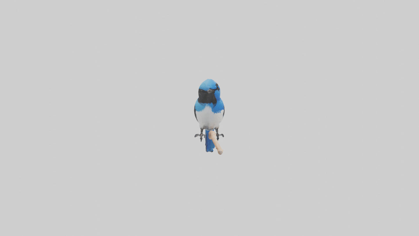 Fairy Wren perched model VR / AR / low-poly
