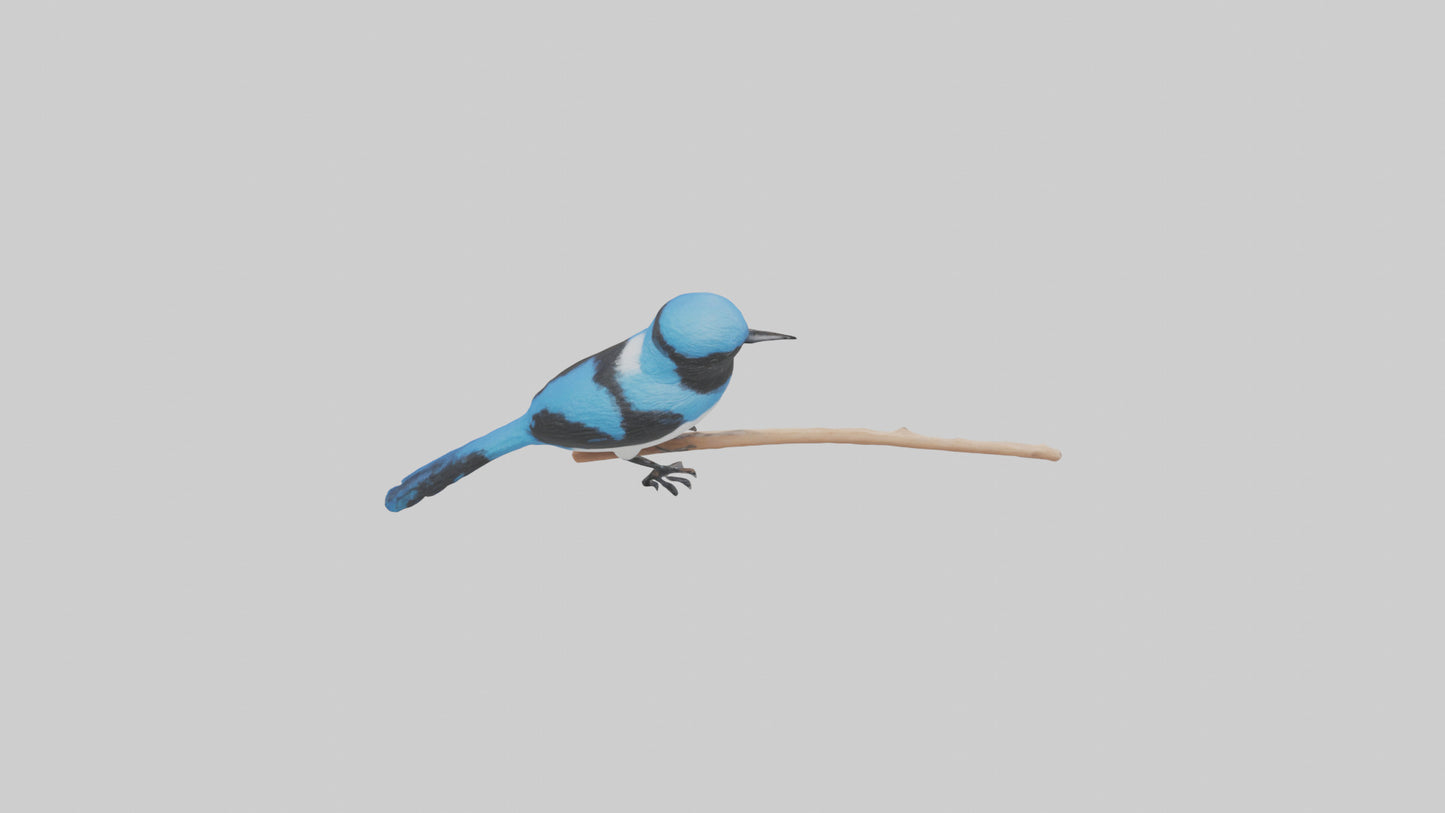 Fairy Wren perched model VR / AR / low-poly