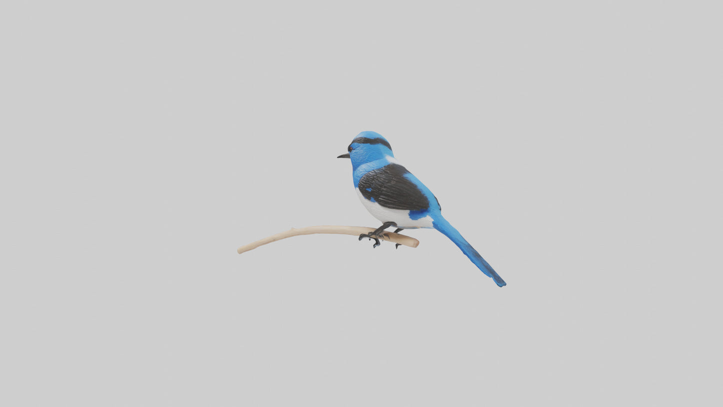Fairy Wren perched model VR / AR / low-poly