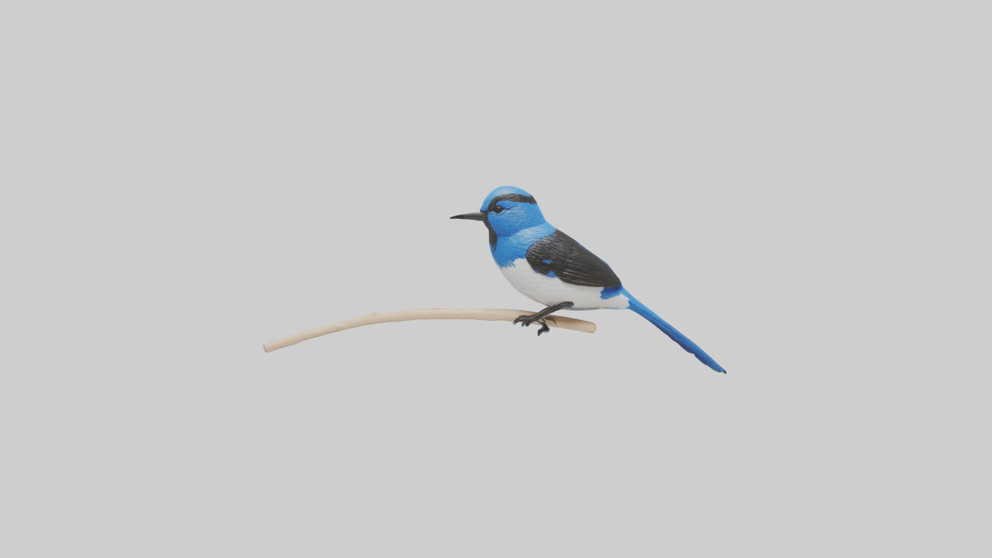 Fairy Wren perched model VR / AR / low-poly