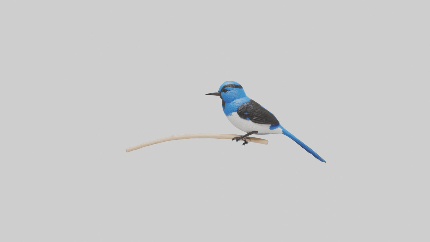 Fairy Wren perched model VR / AR / low-poly