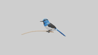Fairy Wren perched model VR / AR / low-poly