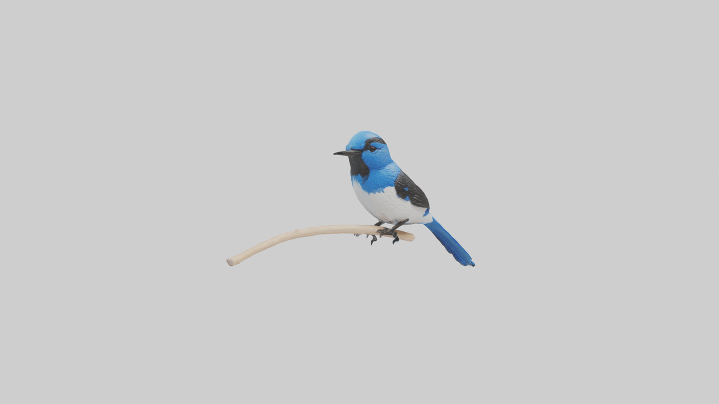 Fairy Wren perched model VR / AR / low-poly