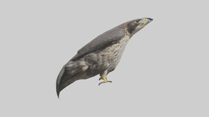 Falcon Beak 3D model