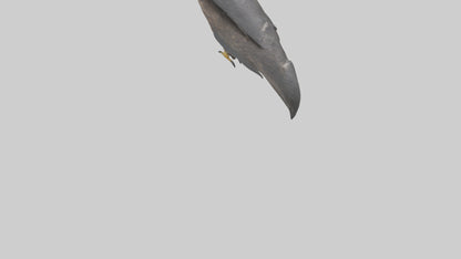 Falcon Beak 3D model