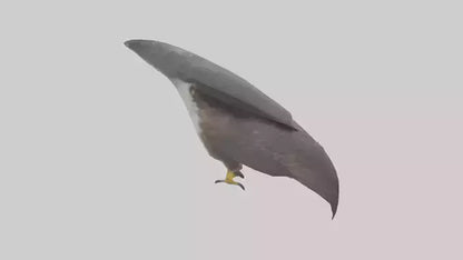 Falcon Beak 3D model