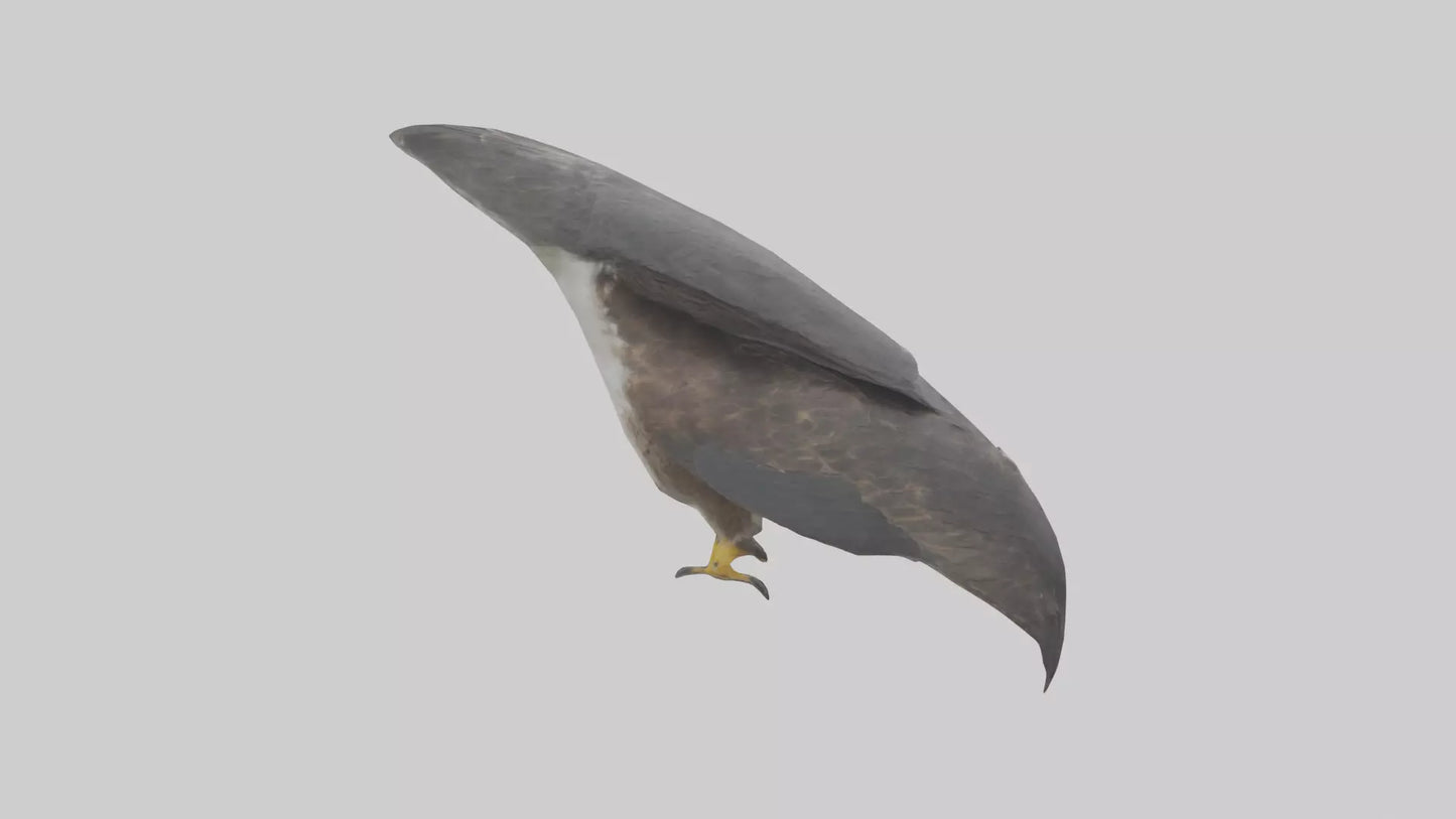 Falcon Beak 3D model