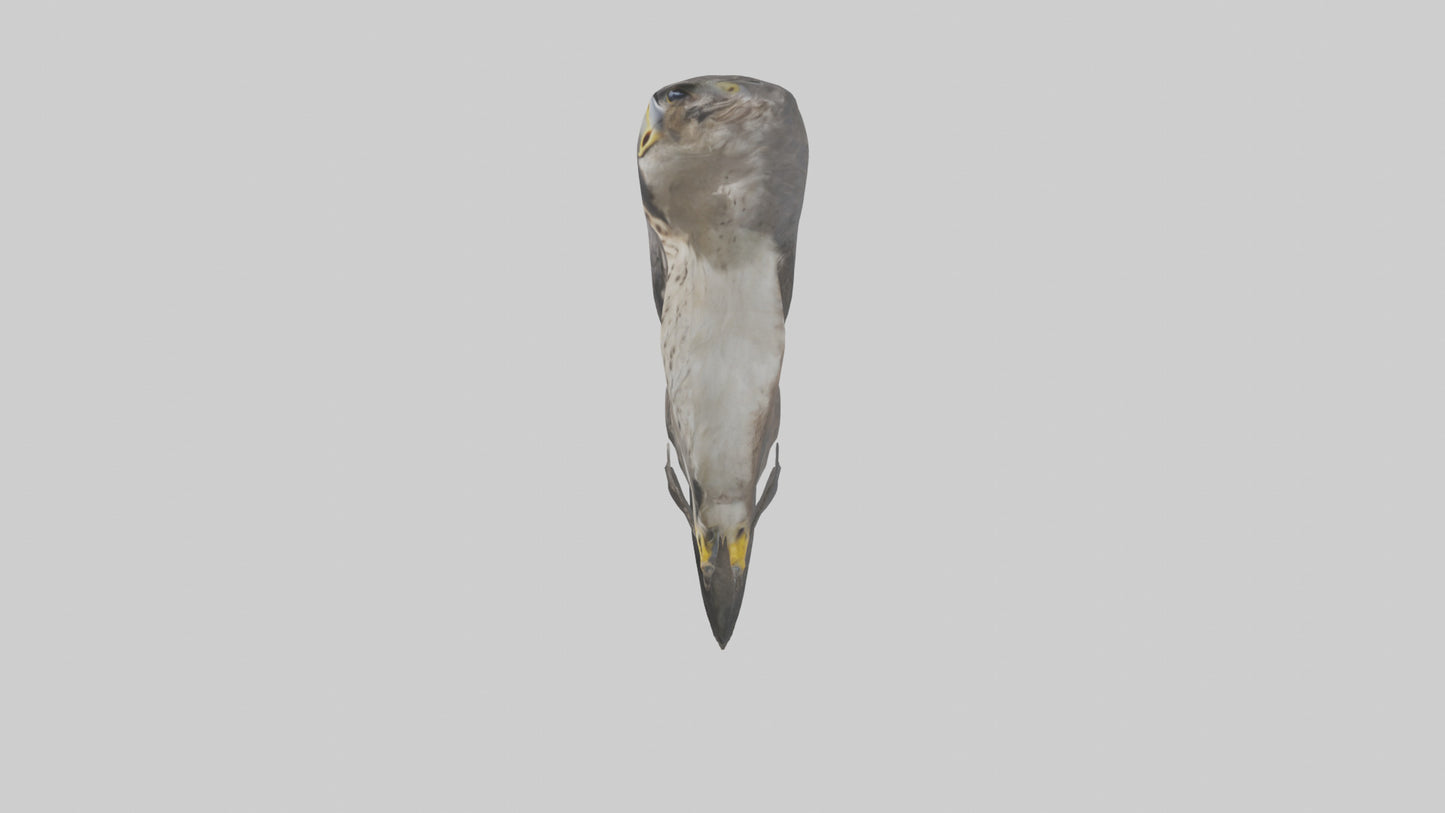 Falcon Beak 3D model