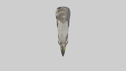 Falcon Beak 3D model