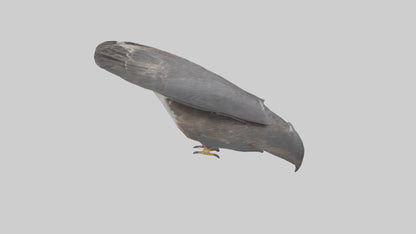 Falcon Beak 3D model