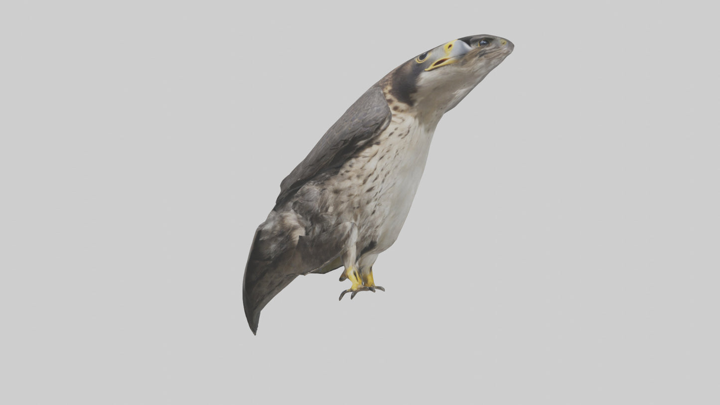 Falcon Beak 3D model