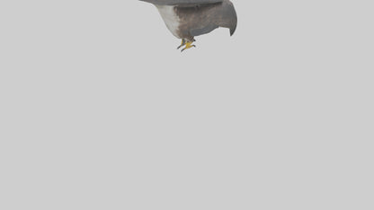 Falcon Beak 3D model