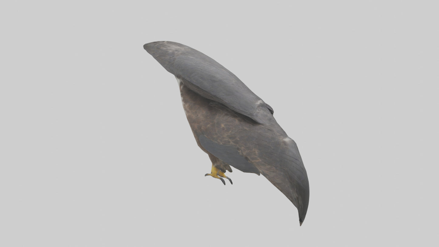 Falcon Beak 3D model