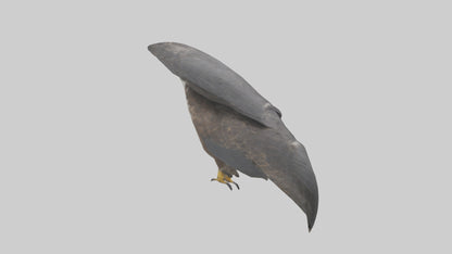 Falcon Beak 3D model