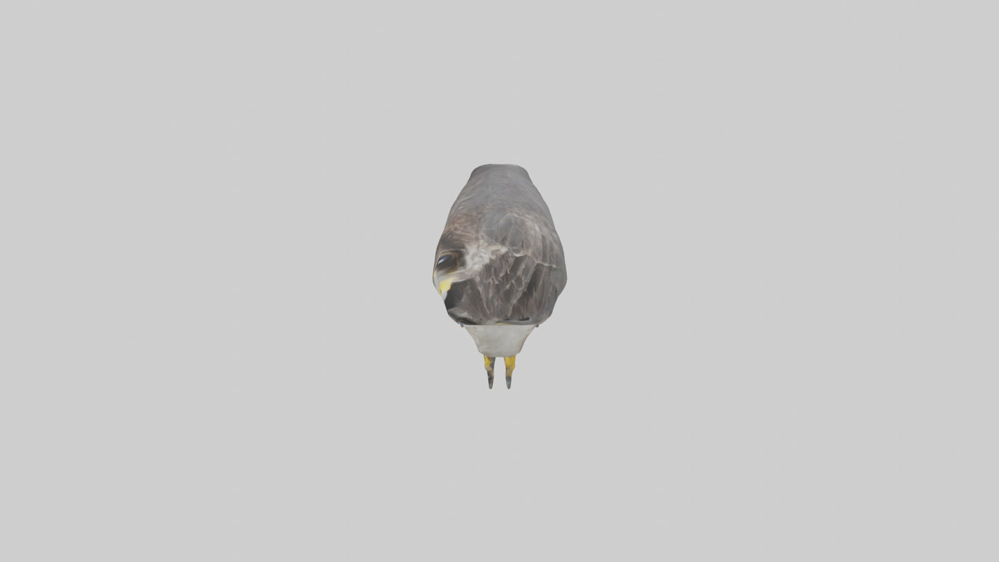 Falcon Beak 3D model