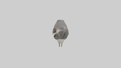 Falcon Beak 3D model