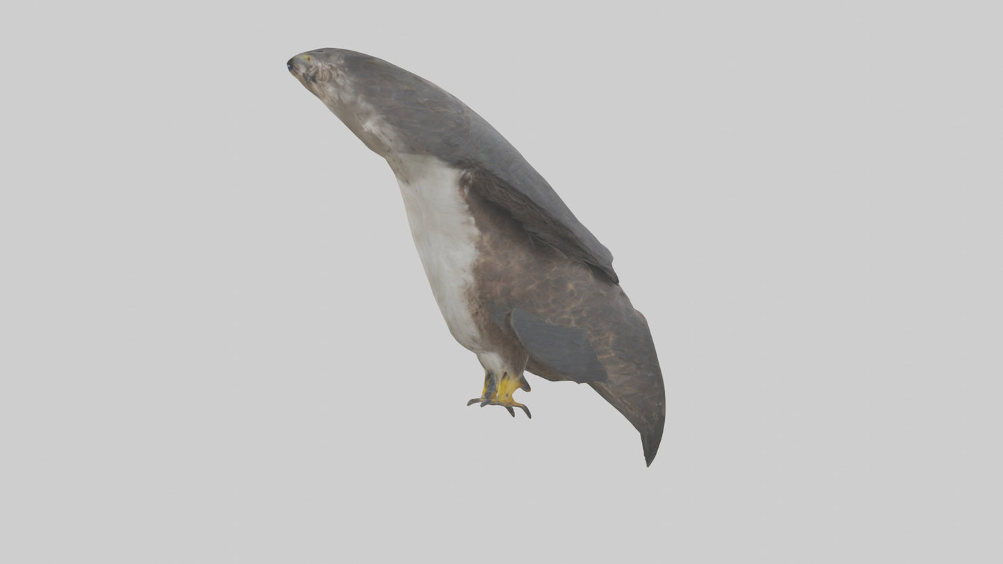 Falcon Beak 3D model