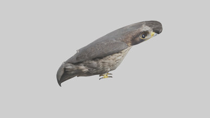 Falcon Beak 3D model
