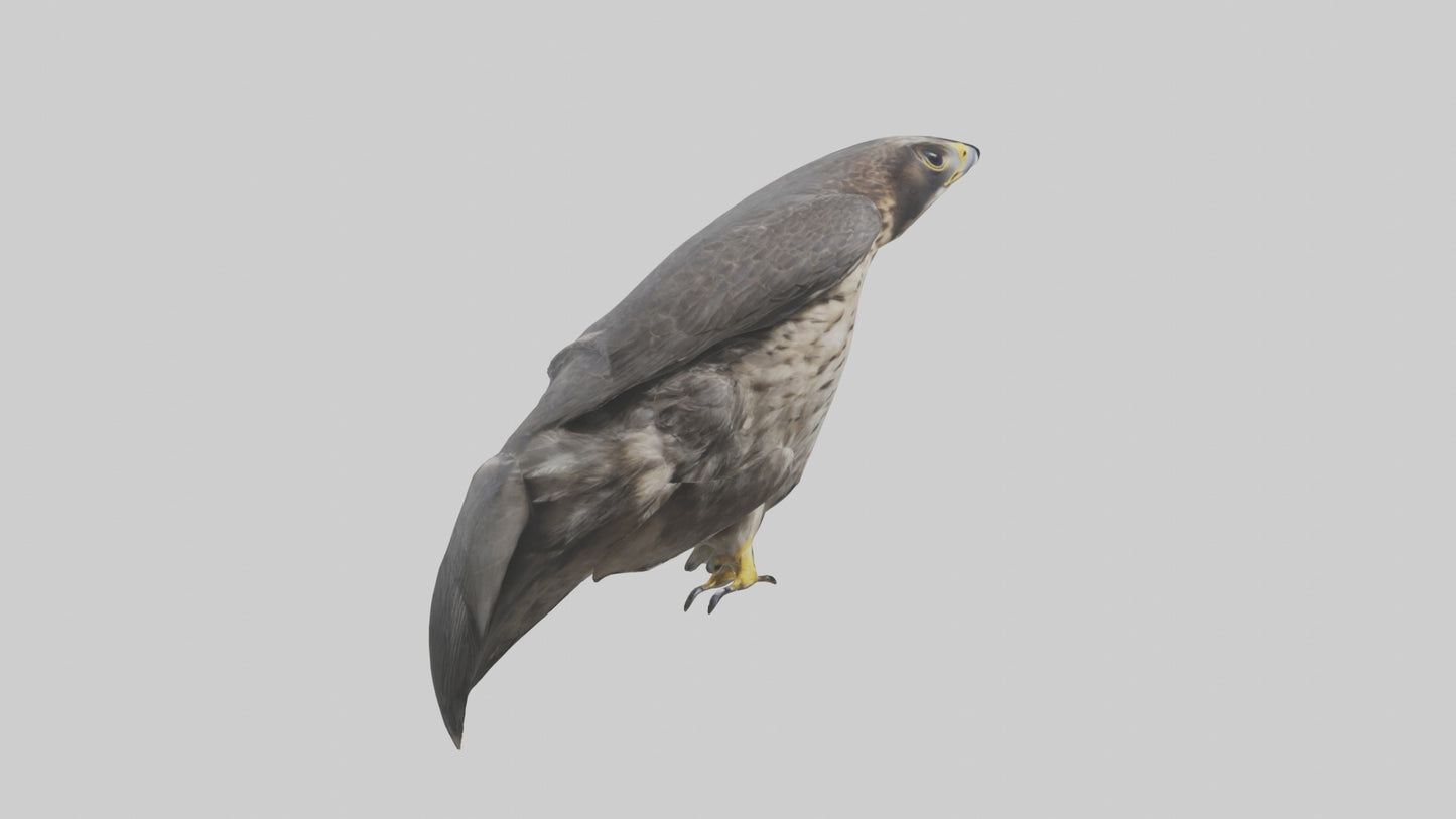 Falcon Beak 3D model