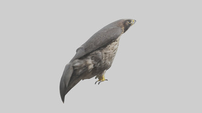 Falcon Beak 3D model