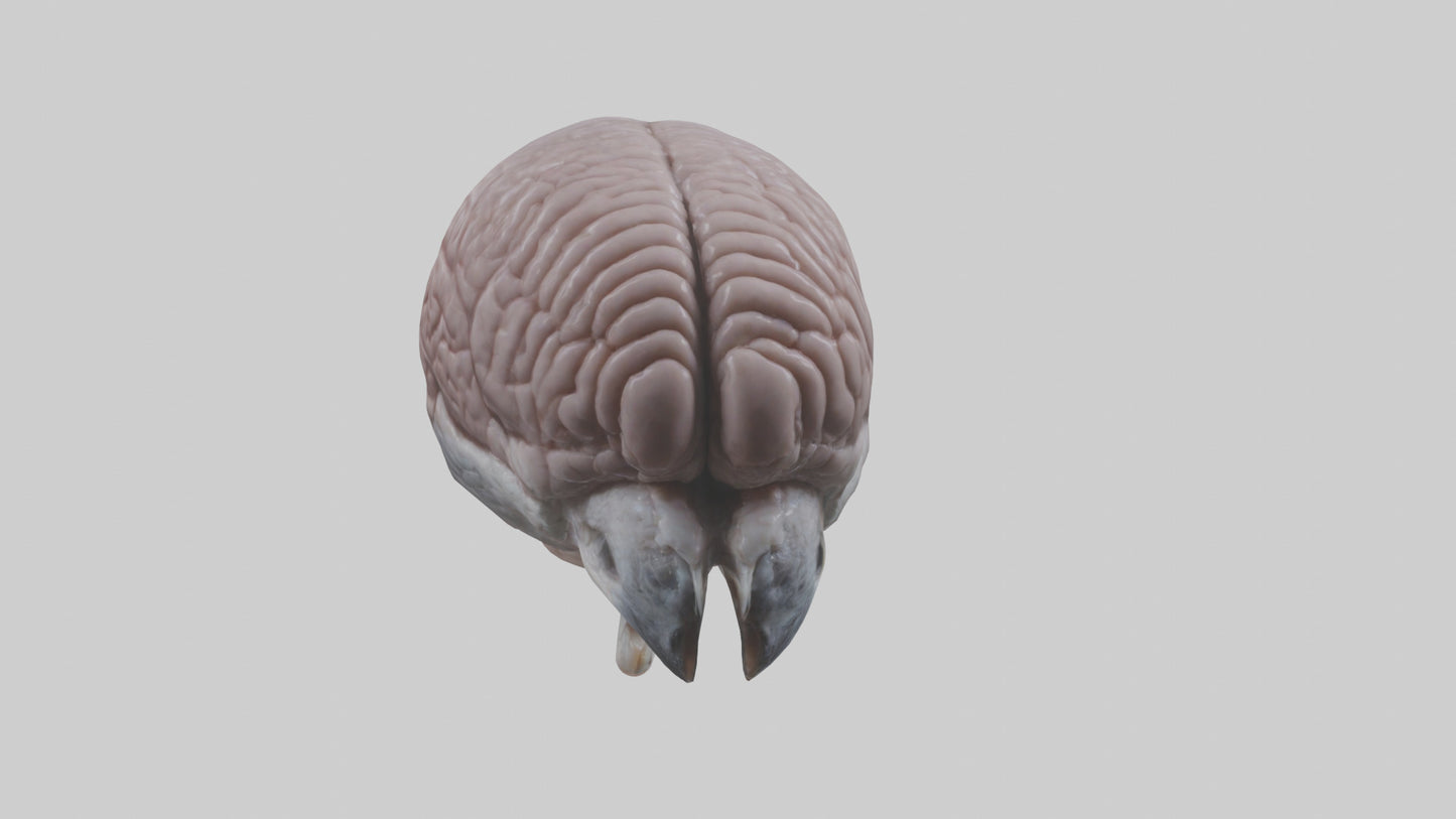 3D model Falcon Brain VR / AR / low-poly