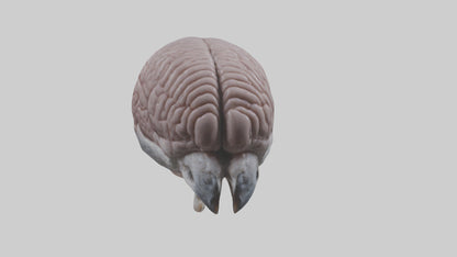 3D model Falcon Brain VR / AR / low-poly