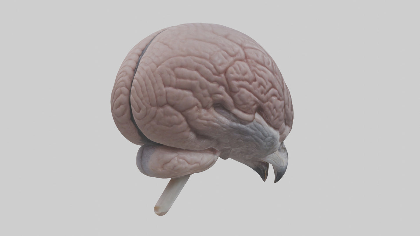 3D model Falcon Brain VR / AR / low-poly