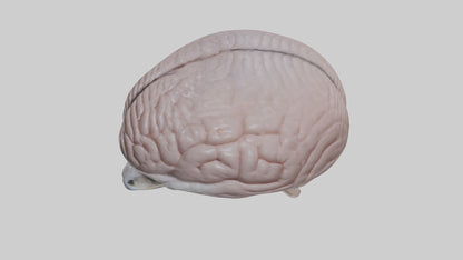 3D model Falcon Brain VR / AR / low-poly