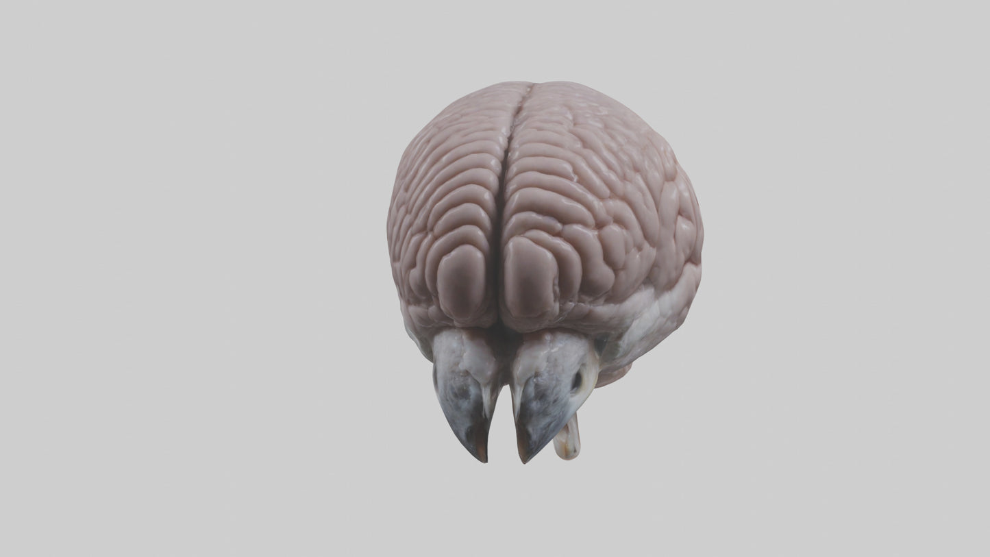 3D model Falcon Brain VR / AR / low-poly