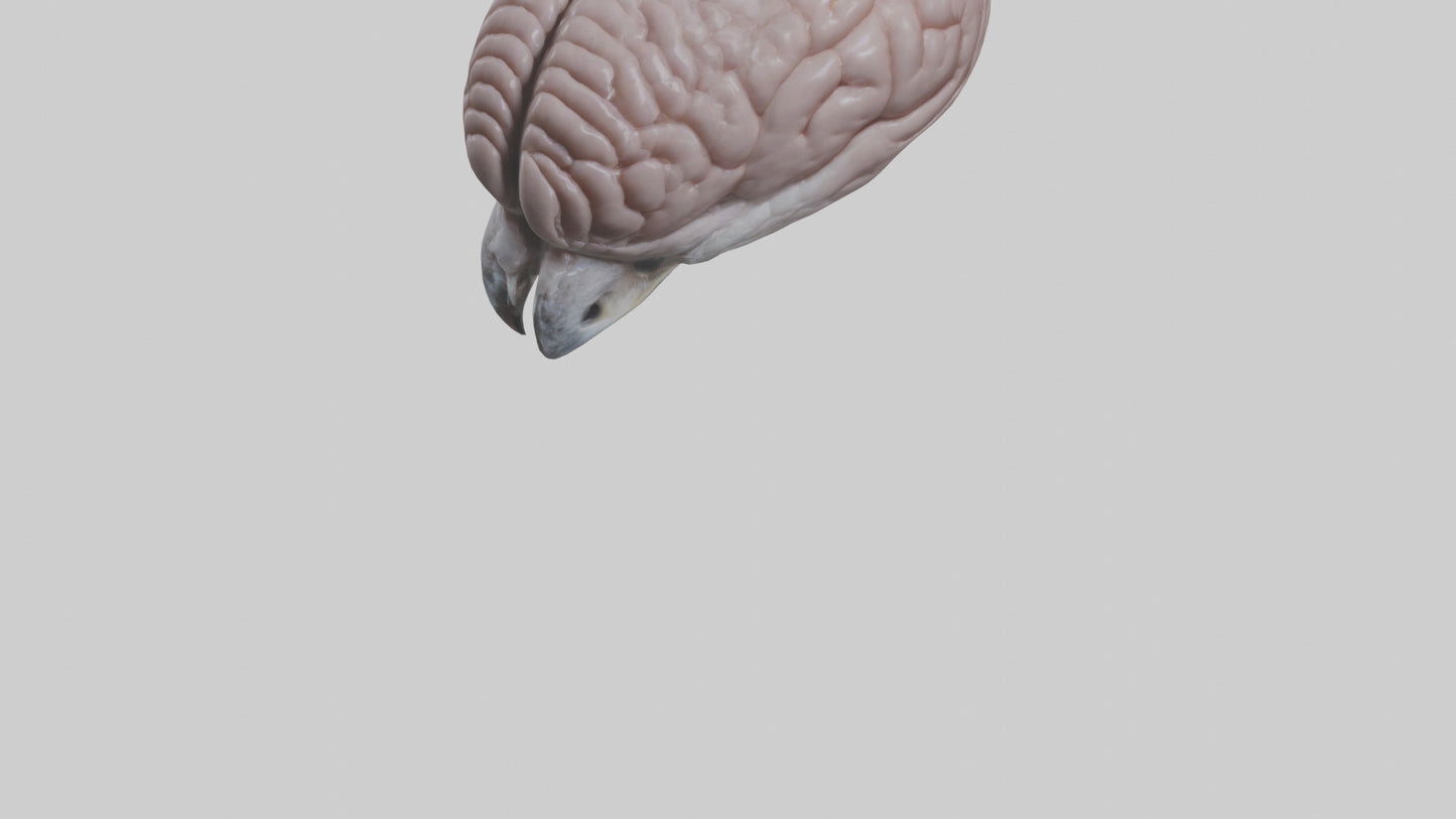 3D model Falcon Brain VR / AR / low-poly