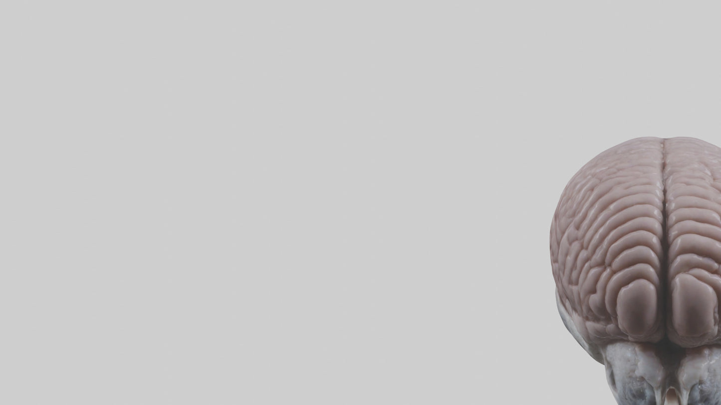 3D model Falcon Brain VR / AR / low-poly